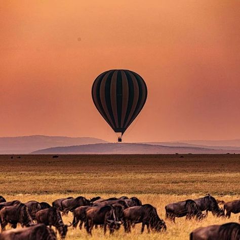 Discover the untamed beauty of Tanzania on a luxury safari! From the comfort of our exclusive tented camps to the thrill of encountering the Big Five, your adventure awaits. Enjoy private game drives, hot air balloon rides over the Serengeti, and gourmet dining under the stars. Book your Tanzania safari today and create memories that will last a lifetime. #tanzanialuxurysafaris #exploreafrica #luxurytravel #safarilife #wildlifesafari #bigfive #safariadventures #luxurysafari #traveltanzania ... The Big Five, Tanzania Safari, Luxury Safari, Hot Air Balloon Rides, Wildlife Safari, Air Balloon Rides, Create Memories, The Untamed, Under The Stars