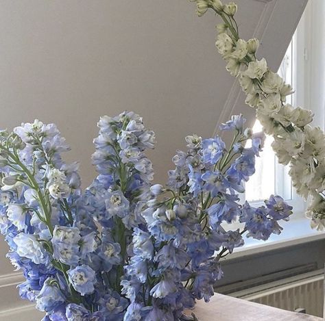 Blue Aesthetic Icon, Delphinium Flower, Delphinium Flowers, Flower Icons, Flower Therapy, Beautiful Flower Arrangements, May Flowers, Plant Mom, Delphinium