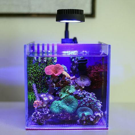 Congratulations to community member @SaltyGallon and his 1 gallon pico reef aquarium for being selected for our April 2021 Reef Profile! This shockingly small all-in-one pico reef aquarium was a competitor in our 365 Day All-In-One Challenge that launched in January 2020, ultimately winning the m... 10 Gallon Saltwater Aquarium, Pico Reef Tank, Reef Tank Aquascaping, Nano Reef Tank, Marine Fish Tanks, Fish Gallery, Marine Tank, Aquarium Stand, Nano Aquarium