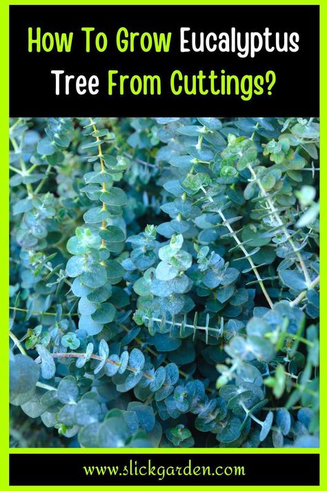 You must take the cuttings from a one-year-old plant. This plant is toxic. You must wear gloves when you are taking cuttings. Following are the simple and easy steps for growing a eucalyptus tree from cuttings. Eucalyptus Plant Indoor, Grow Eucalyptus, Plant Eucalyptus, Eucalyptus Cinerea, Backyard Raised Garden, Growing Cut Flowers, Eucalyptus Trees, Farm Lifestyle, Eucalyptus Tree