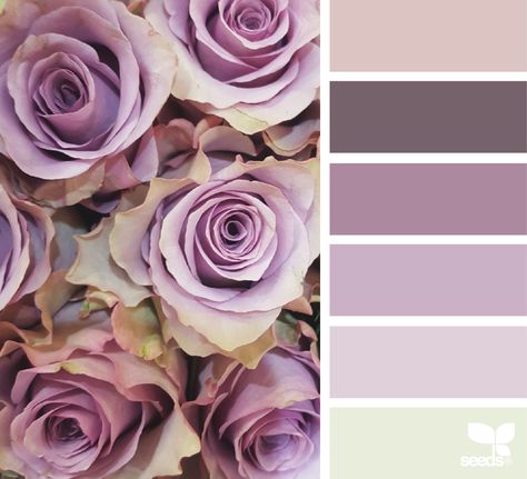 You searched for rose | Design Seeds Design Seeds, Color Balance, Color Swatch, Purple Roses, Colour Schemes, Bedroom Colors, Color Pallets, Color Swatches, Room Colors