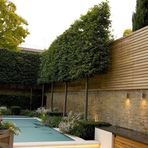 Pleached Trees, Garden Hedges, Privacy Fence Designs, Decking Area, Garden Privacy, Back Garden Design, Backyard Privacy, London Garden, Backyard Garden Design