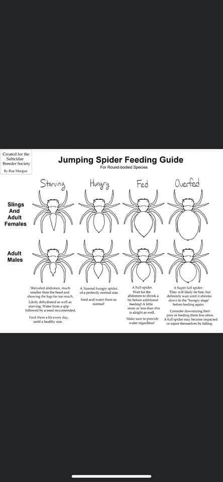 For round body species Jumping Spider Species, Spider Species, Jumping Spiders, Jumping Spider, Spiders