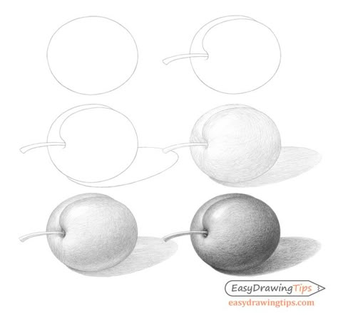 How to Draw a Plum Step by Step - EasyDrawingTips