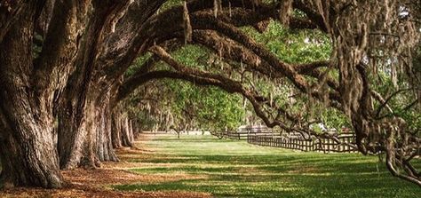 Rustic Archway, Charleston Vacation, Georgia Vacation, Boone Hall, Charleston Travel, Live Oak Trees, Kiawah Island, Oak Trees, Mount Pleasant