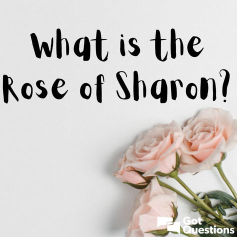 The Rose Of Sharon, About Jesus, Rose Of Sharon, Song Of Solomon, The Rose, Jesus Christ, Bible, Jesus, Pins