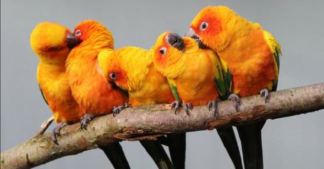 What Exotic Pet Should You Own? African Love Birds, Sun Conure Parrot, Parakeet Care, Conure Bird, Conure Parrots, Exotic Pet, Sun Conure, World Birds, Parakeets