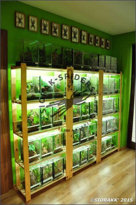 from fb Home Aquarium Ideas, Tarantula Habitat, Reptile Store, Tarantula Enclosure, Pet Store Ideas, Aquarium Store, Aquarium Shop, Aquarium Terrarium, Reptile Room