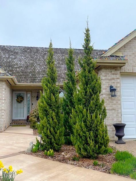 Trautman Juniper, Arborvitae Landscaping, Chinese Juniper, Juniper Shrub, Juniperus Chinensis, Homey House, Patio Edging, Evergreen Landscape, River Rock Landscaping