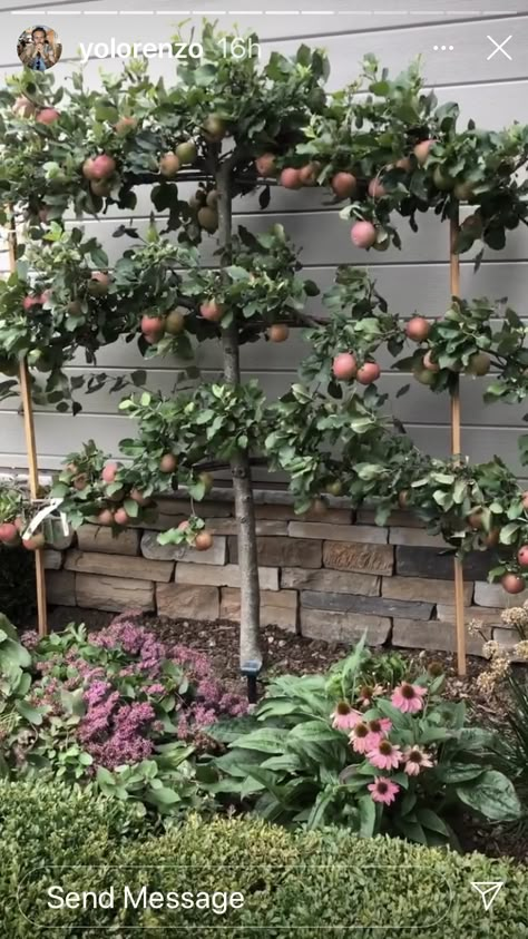 Fruit Trees Against Wall, Espaliered Fruit Tree, Fruit Tree Trellis, Espalier Fig Tree, Espalier Apple Tree, Espalier Fruit Trees Fence, Fruit Trees Garden Design, Espalier Trees, Fruit Trees Backyard