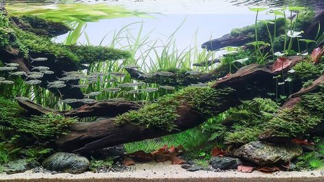 River Aquascape, River Aquarium, Aquarium Inspiration, Aquarium Landscape, Aquarium Design, Fish Tanks, Aquascaping, Planted Aquarium, Natural Style