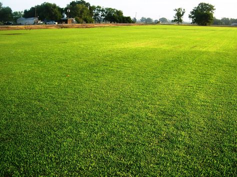 Grass Ground Background, Zoysia Sod, St Augustine Grass, Grass Backyard, Hdri Images, Artificial Grass Rug, Trees Png, Grass Garden, Garden Grass