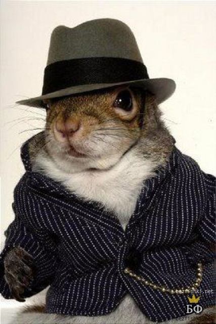 Squirrel wearing a hat instead of the man Squirrel Pics, Squirrel Dress, Human Creatures, Happy Squirrel, Animals In Clothes, Animal Dress, Sugar Bush, Squirrel Pictures, Rabbit Houses