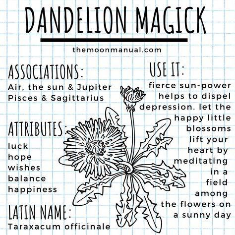 The Green Witch Diaries - Dandelion - Wattpad Flowers For Spells, Flowers Witchcraft, Witchy Flowers, The Green Witch, Witch Spells, Witchcraft Herbs, Magickal Herbs, Witchy Tips, Witch Herbs