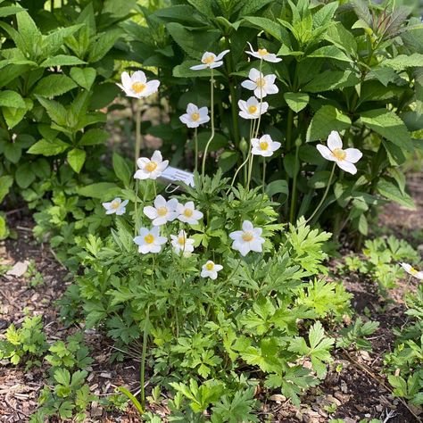 Anemone sylvestris - Midwest Groundcovers, LLC Part Shade Flowers, Rabbit Resistant Plants, Shade Flowers, Leaf Texture, Attract Pollinators, Round Light, Spring Bulbs, Fragrant Flowers, Single Flower