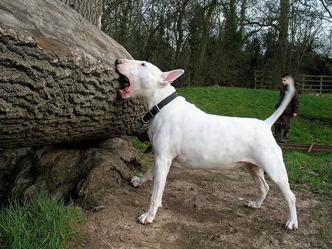 White Bull Terrier, Mini Bull Terriers, English Bull Terrier, Pitt Bull, English Bull Terriers, Best Dog Breeds, Bull Terriers, Bull Terrier Dog, English Bull