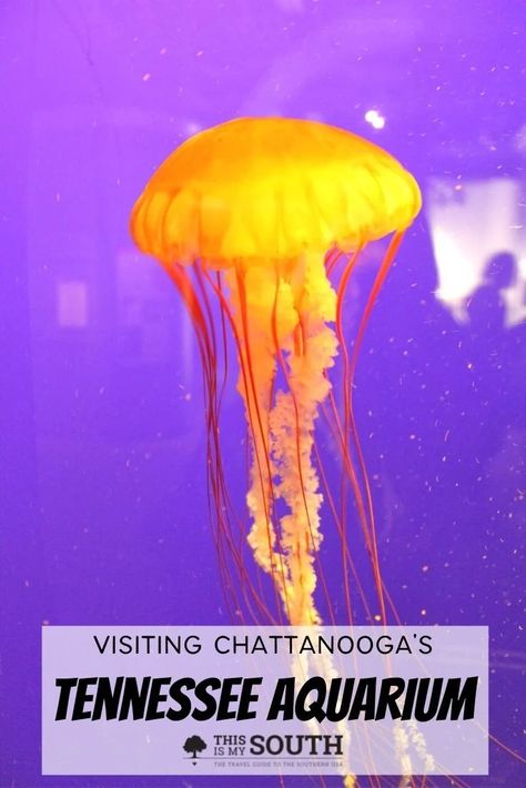 The Tennessee Aquarium in Chattanooga has become the leader in environmental education and preservation in Tennessee. Use the travel guide from This Is My South for the best tips on visiting the Aquarium. The jellyfish exhibit is very popular, seeing them floating all around you. You will find the best things to see, where to stay, and what to eat near there. Use these travel tips from our guide and plan your time at the Tennessee Aquarium the next time you are in Chattanooga. Imax Theater, Visit Tennessee, Tennessee Aquarium, Girls Weekend Getaway, Southern Travel, Girlfriends Getaway, Bucket List Vacations, Big River, Chattanooga Tennessee