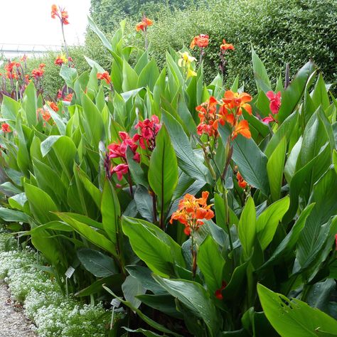 orange canna blooms Orange Canna Lily, Tulum Garden, Canna Lily Garden, Canna Bulbs, Front Landscape, Summer Flowering Bulbs, Gardens Flowers, Canna Lily, Lily Bulbs