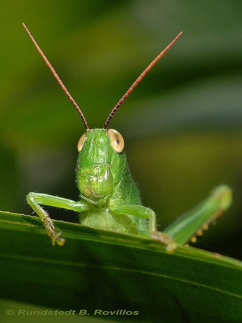 Grasshopper Pictures, Cool Insects, Grasshoppers, Cute Reptiles, Beautiful Bugs, Praying Mantis, Insect Art, Arachnids, Alam Yang Indah