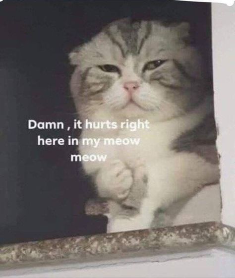 Jenaka Kelakar, Meme Chat, Cute Cat Memes, Cute Love Memes, Söt Katt, Dc Memes, Meow Meow, Funny Reaction Pictures, Cute Memes