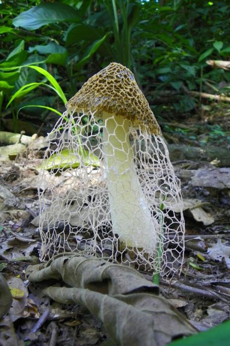 Nature News: Mushrooms that are cool - Imgur Mushroom City, Lichen Moss, Mushroom Pictures, Plant Fungus, Slime Mould, European Home Decor, Mushroom Fungi, Forest Floor, Mushroom Art