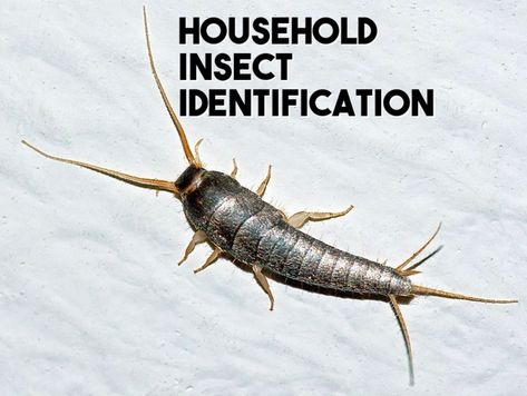 Get Rid Of Silverfish, Household Bugs, Bug Identification, German Cockroach, Insect Identification, House Bugs, Recluse Spider, Brown Recluse Spider, Moth Fly