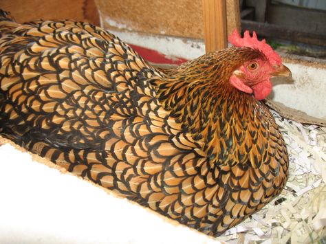 Gold Laced Wyandotte Chicken Breed | Poultry Learning Centre Wyandotte Rooster, Gold Laced Wyandotte, Wyandotte Chickens, Wyandotte Hen, Australorp Chicken, Laced Wyandotte, Wyandotte Chicken, Chicken Barn, Raising Pigs