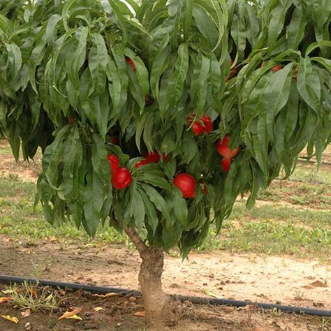 Nectarine Tree, Nectarine Fruit, Barwon Heads, Raspberry Canes, Restaurant Inspiration, Growing Raspberries, Fruit Bushes, Yellow Skin, Tree Species