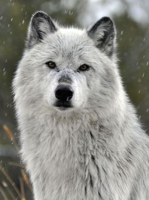 Ruins of Wildwood - sisterofthewolves: Picture by Grizzly and Wolf... Wolf World, Wolf Husky, Wolf Images, Wolf Photography, Wolf Photos, Wolf Spirit Animal, Wolf Love, Wolf Drawing, Wolf Pictures