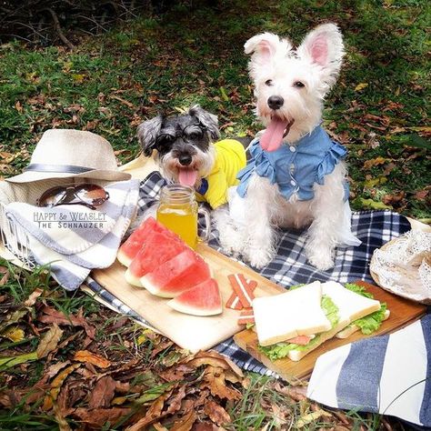 Dog Picnic, Dog Birthday Party, Mini Schnauzer, Dog Activities, A Picnic, Dog Birthday, Dog Photography, Mans Best Friend, I Love Dogs