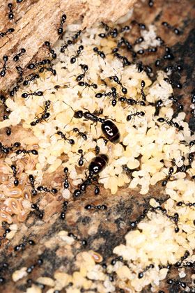 Ants With Wings, Ants Activities, Bait Trap, Black Ants, Kill Ants, Food Source, Ants, A Food, Queen