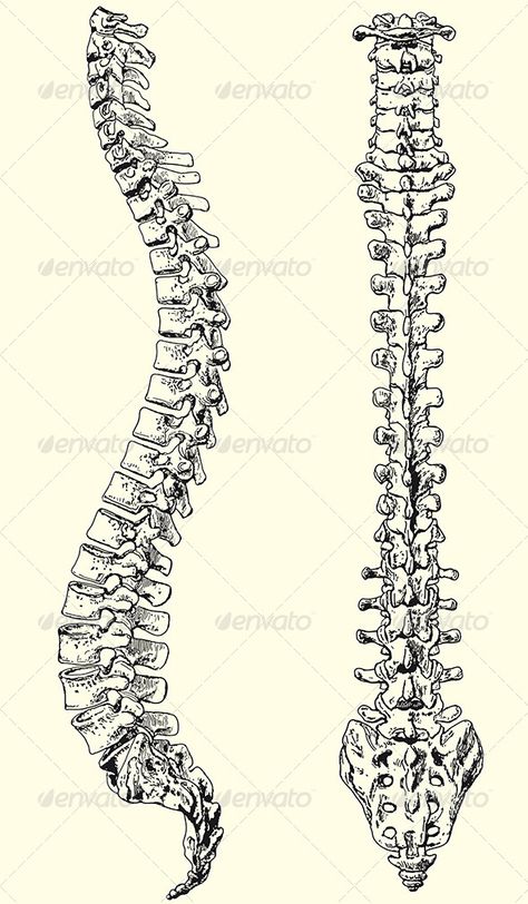 i want a spine with an A.S. ribbon wrapped around it Spine Bones Anatomy, Spine Art Reference, Vertabae Spine Tattoo, Skull And Spine Drawing, Human Spine Tattoo, Lumbar Vertebrae Anatomy, Spinal Cord Anatomy Drawing, Spine Drawing Tattoo, Human Spine Anatomy