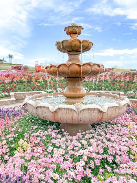 Free stock photo of beautiful flower, beautiful flowers, blooming flowers, california, carlsbad, color, culture, decoration, field, flora, flower, fountain, garden, grass, landscape images, outdoors, park, pastel, pink, pot, spring, summer, traditional, tree, whimsical Garden With A Fountain, Fountain In Flower Bed, Acnh Regency, Romantic Fountain, Park With Fountain, Spring Fountain, Invite Illustration, Rococo Garden, Flower Fountain