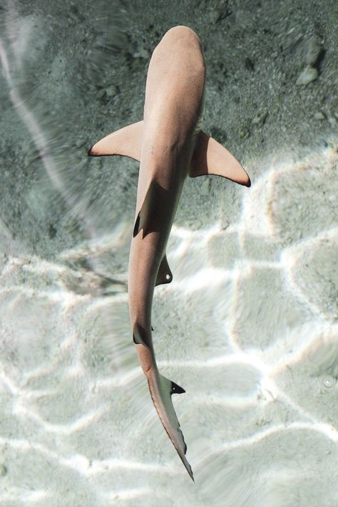 Reef Animals, Blacktip Reef Shark Wallpaper, Ocean Pictures Aesthetic, Sharks From Above, Blacktip Shark Tattoo, Aesthetic Shark Pictures, Blacktip Reef Shark Tattoo, Blacktip Shark, Shark Top View