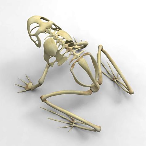 Skeleton Frog 3D Model #AD ,#Skeleton#Frog#Model Reptile Skeleton, Tree Frog Terrarium, Frog Skeleton, Tree Frog Art, 3d Frog, Tree Frog Tattoos, Frog Terrarium, Animal Skeleton, Whites Tree Frog