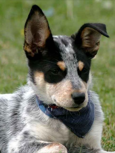 Queensland Heeler, Blue Heelers, Wild Dog, Wild Dogs, Blue Heeler, Australian Cattle Dog, Cattle Dog, Perfect Image, Love Photos