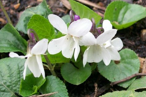 Viola photos : Pretty white Violets White Violets, Plants To Attract Bees, Garden Picture, Garden Tags, Sweet Violets, Attracting Bees, Garden Pictures, Garden Stuff, Garden Center