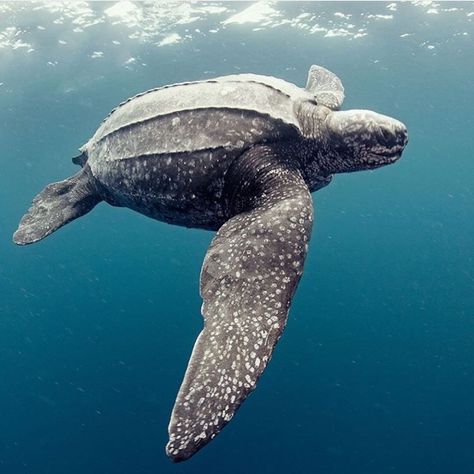 Leatherback Sea Turtle Sea Turtles Photography, Firefly Photography, Leatherback Sea Turtle, Sea Turtle Pictures, 200 Pounds, Water Photography, The Marine, Reptiles And Amphibians, Ocean Creatures