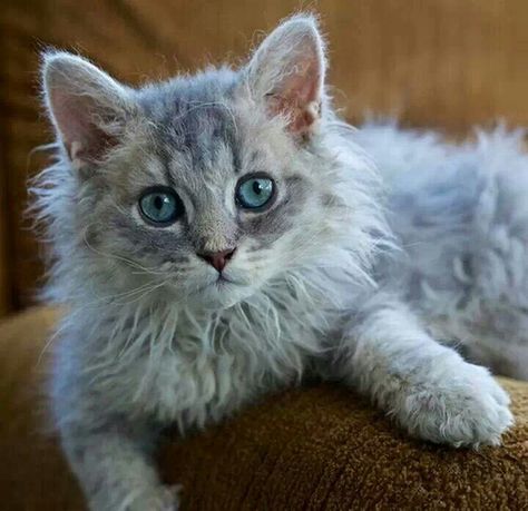 LaPerm baby Curly Haired Cat, Grey Cat Breeds, Fluffy Cat Breeds, Curly Cat, Ragamuffin Cat, Tiny Kittens, Laperm, American Wirehair, Ragamuffin