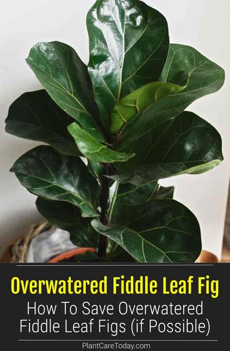 Fiddle leaf fig (Ficus Lyrata) is a gorgeous and popular fig tree species. What to do when it is overwatered. Saving your overwatered fiddle leaf fig. Fig Plant Indoor, Indoor Fig Trees, How To Care For Fig Leaf Plant, How To Trim Fiddle Leaf Fig Tree, Caring For Fiddle Leaf Fig, Tropical Plants Indoor, Fiddle Leave Fig Tree, Why Is My Fiddle Leaf Fig Dropping Leaves, Plants Guide