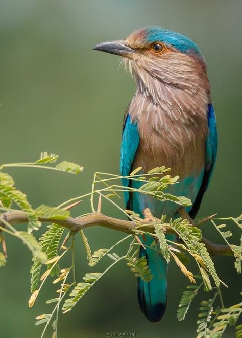 Indian Roller Bird, Roller Bird, Indian Birds, God Creation, Most Beautiful Birds, Animals Friendship, Blue Birds, All Birds, Exotic Birds