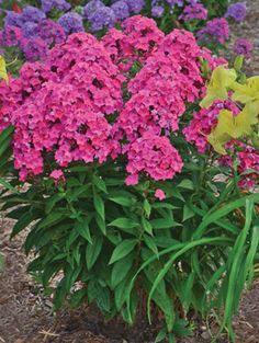 Mildew-resistant phlox varieties provide the cheerful flowers of tall border phlox with none of the ugly foliage disease problems. Here's a new favorite. Landscaping Bushes, Phlox Plant, Phlox Flowers, Summer Gardens, Easy Perennials, Garden Retreat, Perennial Flowers, Garden Nursery, Flower Gardens