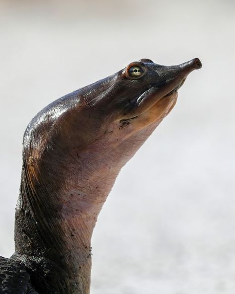 Softshell Turtle, Merritt Island, Dirt Road, Snorkeling, National Geographic, Florida, Road, Instagram