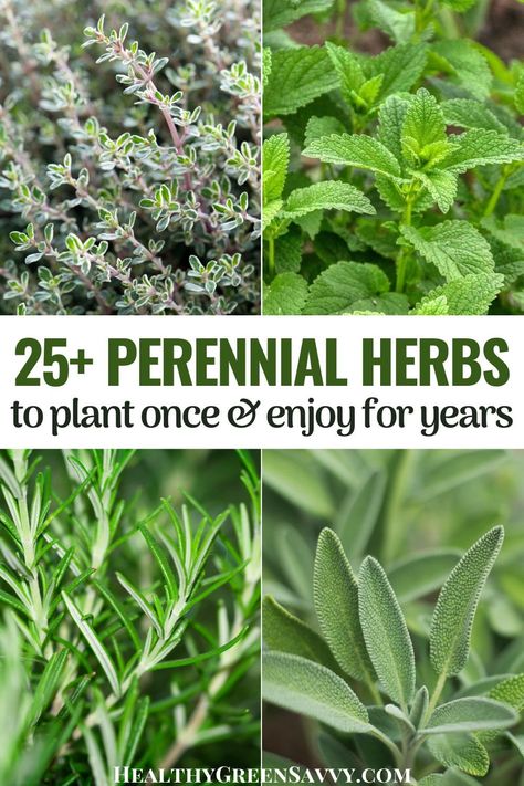 Pretty Herb Garden, Herbs To Plant, Homesteading Life, Herbs To Grow, Outdoor Herb Garden, Medicinal Herbs Garden, Garden Herbs, Herb Garden Design, Kidney Cleanse