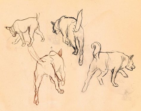 Carolina Dog, Animated Short Film, Quick Sketches, Golden Horse, Wes Anderson, Quick Sketch, 2d Animation, Universal Pictures, Dog Sitting