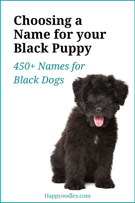 Are you looking for a name your black coated puppy? If so we have you covered. We have 450 dog names that are perfect for your black dog. Plus tips on how to pick the perfect name. (#blackdognames, #blackdognamesforpuppy, #uniquedognames) Male Dog Names Unique, Black Cocker Spaniel Puppies, Puppy Names Unique, Dog Names Girl, Puppies Names Female, Dogs Names List, Black Dog Names, Goldendoodle Names, Goldendoodle Black