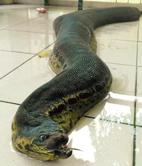 Acrochordus arafurae - a cobra mais estranha do mundo. É uma serpente de água doce, não possui veneno,  têm o corpo mais avolumado e as escamas são arredondadas e a pele é frouxa dando a impressão de serem maiores que as outras cobras. Alcança 2,5 mts e são encontradas na Autrália e Indonésia. World Biggest Snake, Cute Reptiles, Reptile Snakes, Beautiful Snakes, Underwater Creatures, Hippie Decor, Unusual Animals, Rare Animals, Rare Breed