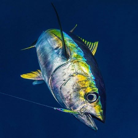 Yellowfin Tuna with Underwater Camera Fish Reference, Pesca In Mare, Chicken Of The Sea, Marlin Fishing, Fish Gallery, Tuna Fishing, Yellowfin Tuna, Fishing Art, Salt Water Fishing