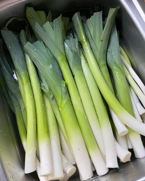 🤣This time 2 years ago I was sat on the floor prepping leeks🤣 Which reminds me I really must harvest some more leeks from the plot today! This year’s harvest from last year’s plants has been my poorest yet, the previous 2 harvests were both amazing! I’m trying to think what I did different, if anything, but tbh I think it was mostly down to the weather. I’ve got 5 pots of leeks on the go currently, determined to make this my best year yet 😍 Do you grow leeks? 🌱 My Leek-spiration is def... Grow Leeks, Leek Plant, Best Year Yet, On The Floor, Leeks, Yummy Recipes, The Floor, Runes, The Go