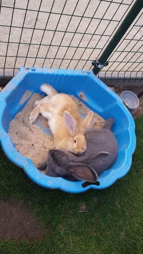 Rabbits Cute | Animal Rabbit | Cute Bunny Pics | Rabbit | Hutch Outdoor | Rabbit Cage Ideas Outdoor | White, Black, Pink, Brown, Dark | Adorable Bunnies | Keeping Rabbits Safe and Healthy with Outdoor Hutches | Rabbit Farm Rabbit Pen Outdoor, Rabbit House Ideas, Rabbit Enclosure Outdoor, Large Rabbit Hutch Outdoor, Bunny Sheds, Outdoor Rabbit Run, Rabbit Playground, Keeping Rabbits, Rabbit Cages Outdoor